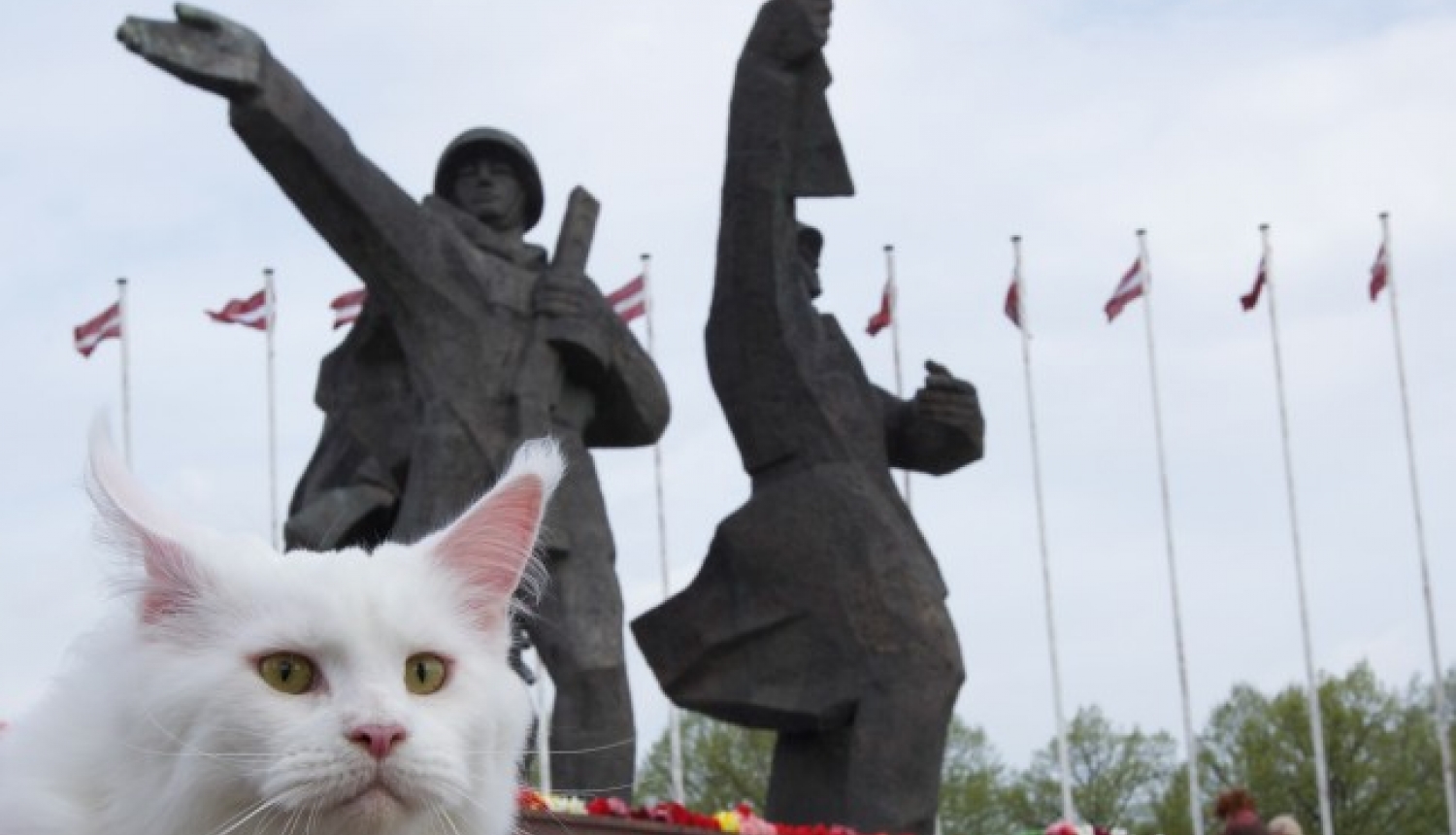 Filmu par Rīgas kaķiem izrādīs festivālā Amsterdamā